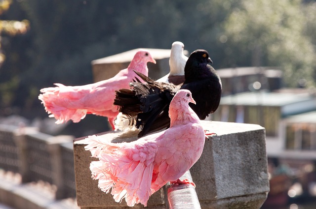 格的磨练才 格的磨练才