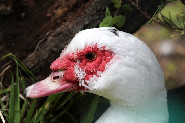 竞争力的快 竞争力的快